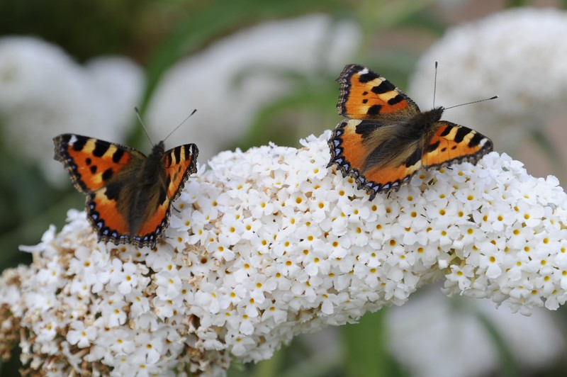 Kleinbeeld print kleur