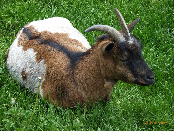 Kleinbeeld digitaal print