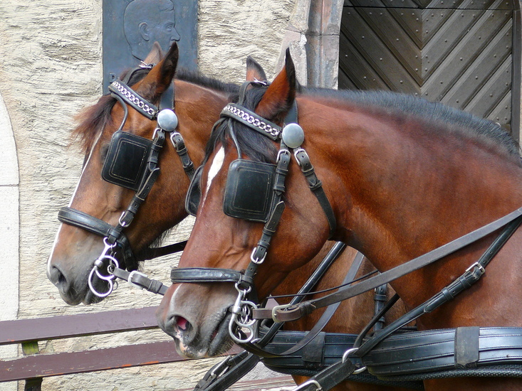 Kleinbeeld digitaal print