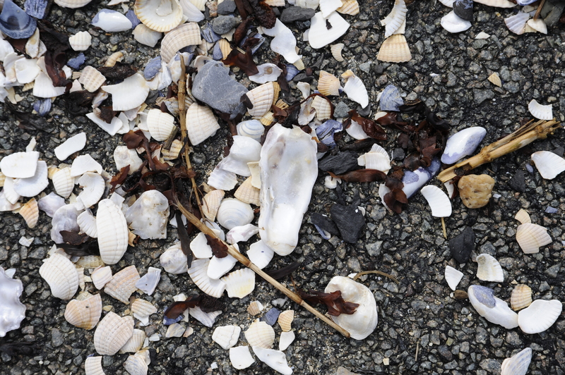 Kleinbeeld digitaal print