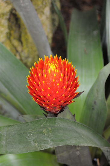 Kleinbeeld digitaal print