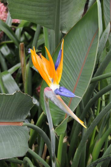 Kleinbeeld digitaal print