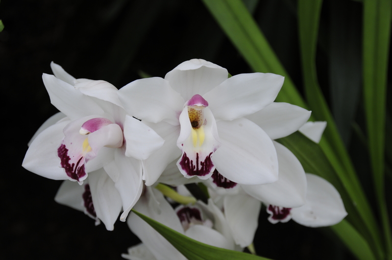 Kleinbeeld digitaal print