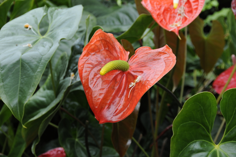 Kleinbeeld digitaal print