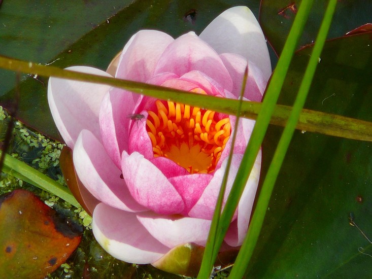 kleinbeeld kleur digitaal