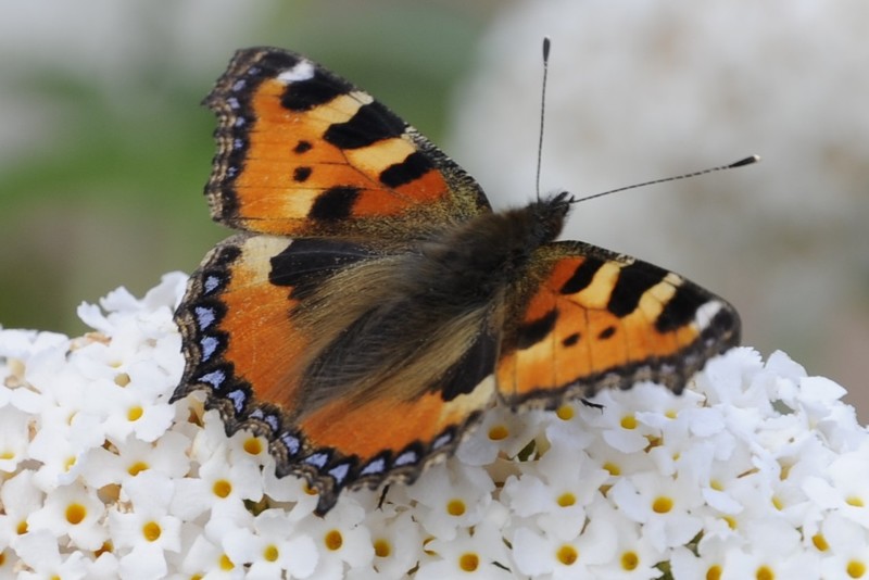kleinbeeld kleur digitaal