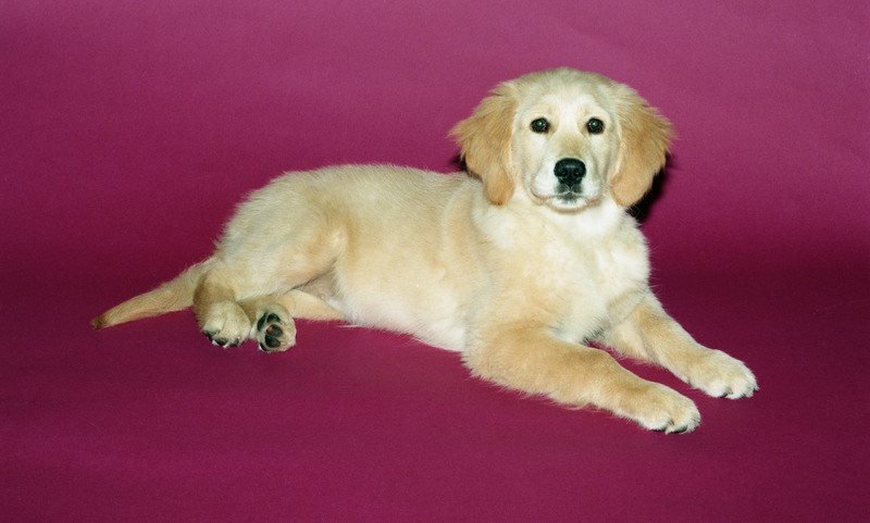 kleinbeeld kleur negatief