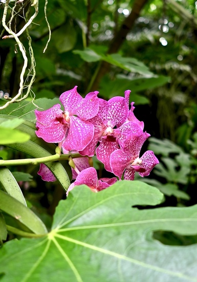 orchideehoeve