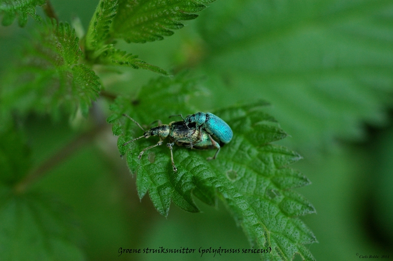 Groene Struiksnuittorren