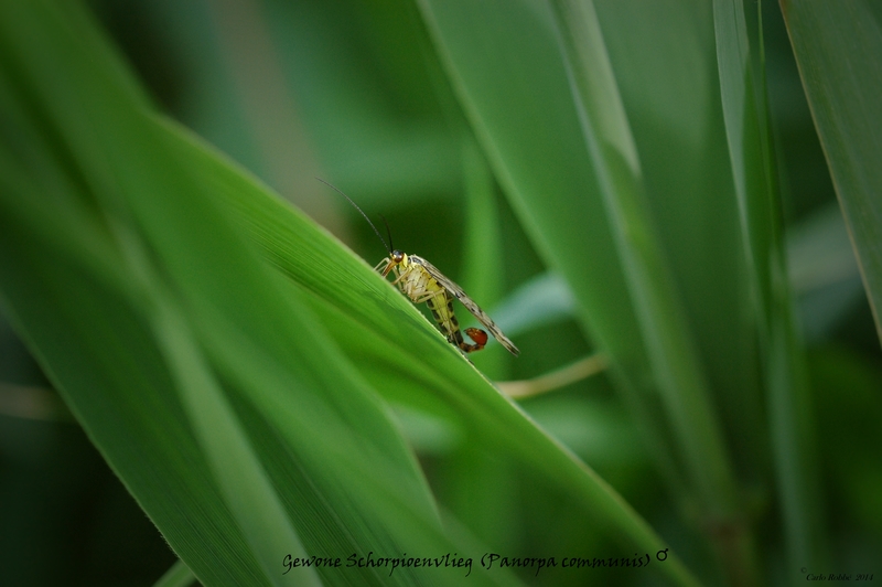 Gewone Schorpioenvlieg (man)