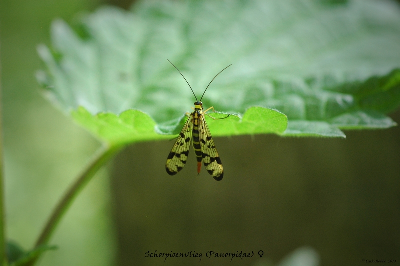 Gewone Schorpioenvlieg (vrouw)
