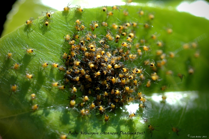 Baby Kruisspinnetjes