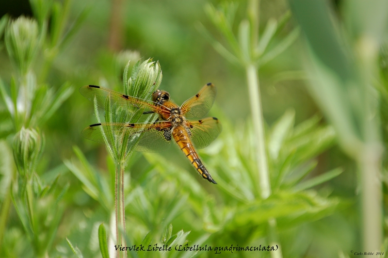 Viervlek Libel
