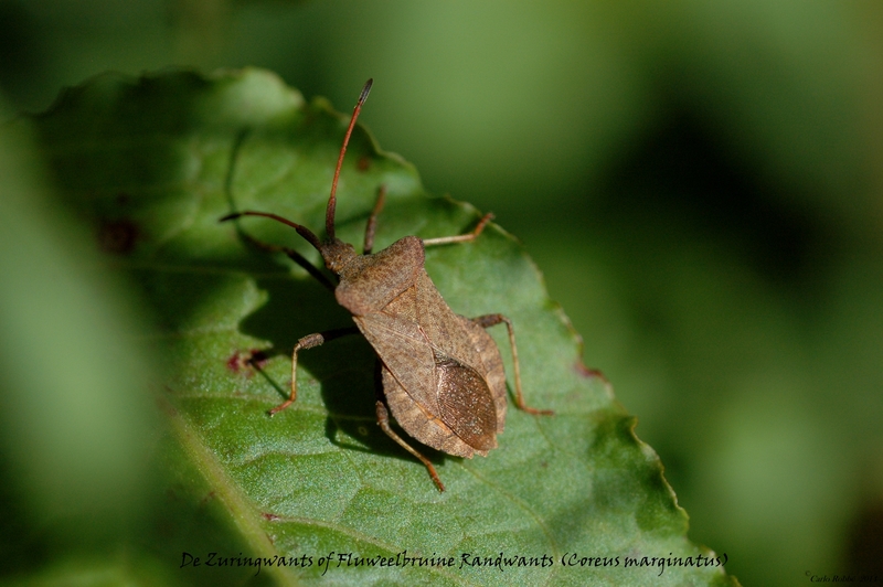 Zuringwants of Fluweelbruine Randwants (Coreus marginatus)