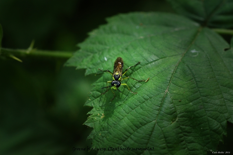 Groene bladwesp (Tenthredo mesomela)