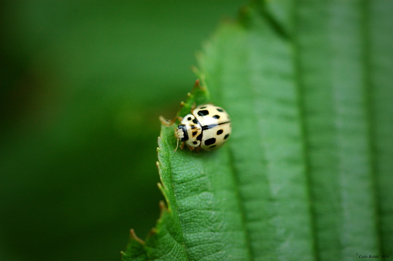 Lieveheersbeestje Wit