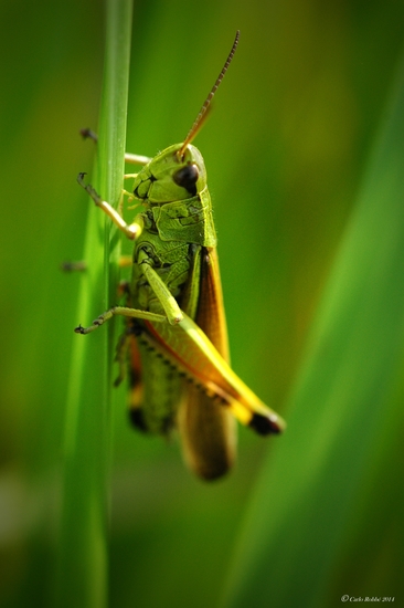 Sprinkhaan