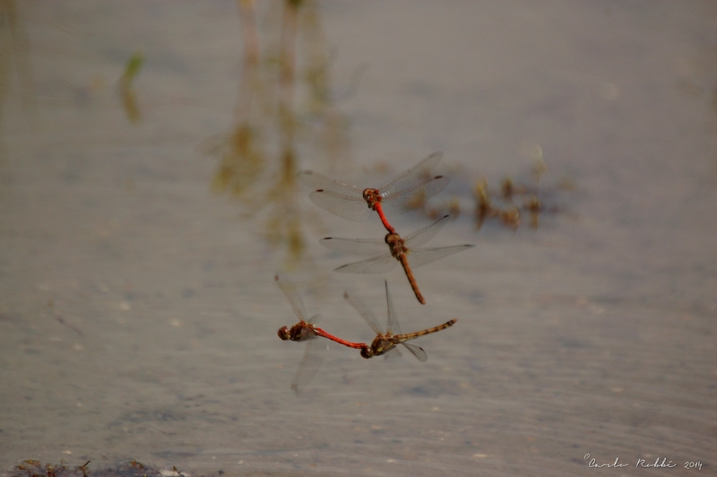 Ei-afzettende Rode Heide libellen