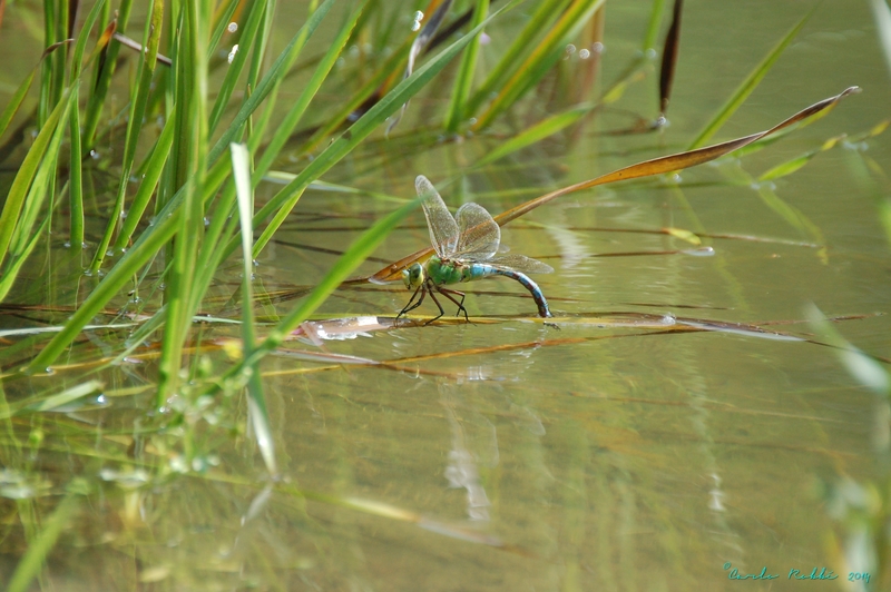 Ei-afzettende Keizerlibel
