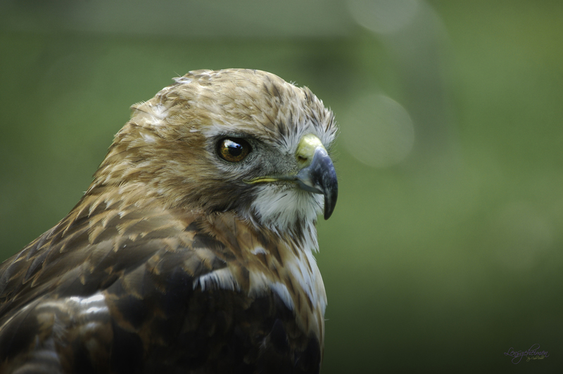 Roodstaart Buizerd