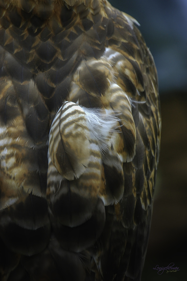 Roodstaart Buizerd