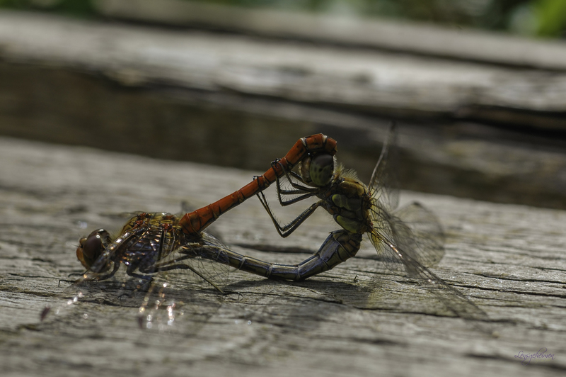 Paringswiel Bruinrode Heidelibelle