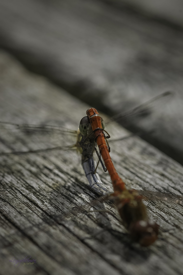 Paringswiel Bruinrode Heidelibelle