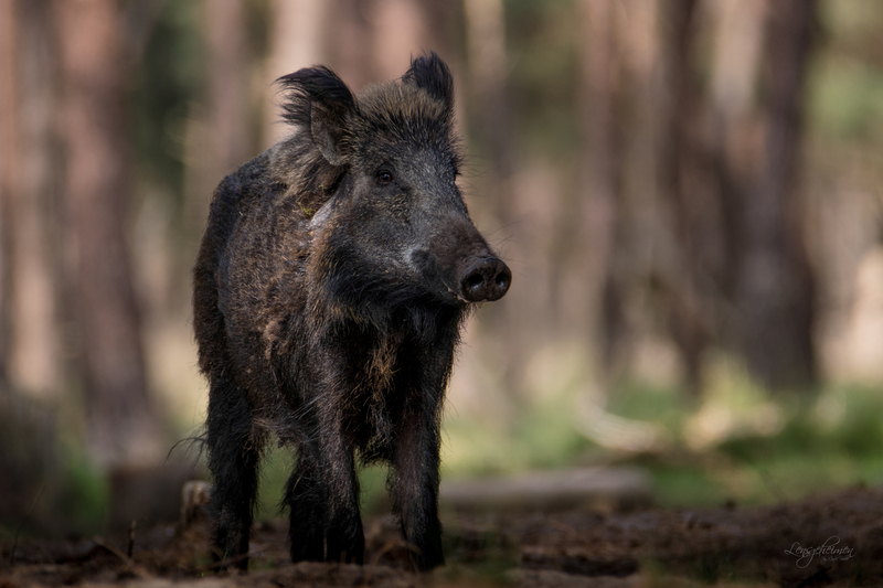 Wild Zwijn (v)