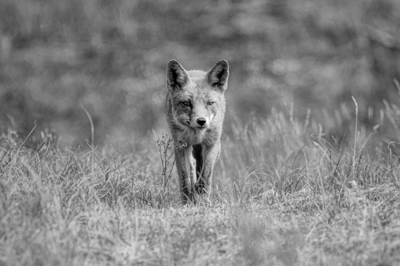 Special Fox Black and White