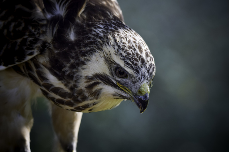 Europese Buizerd