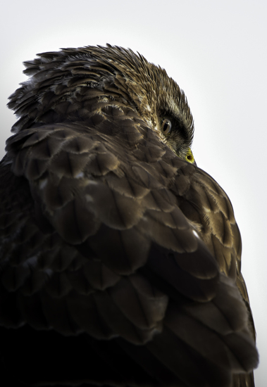 Buizerd