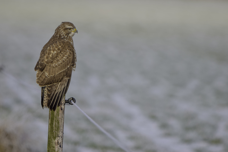 Buizerd