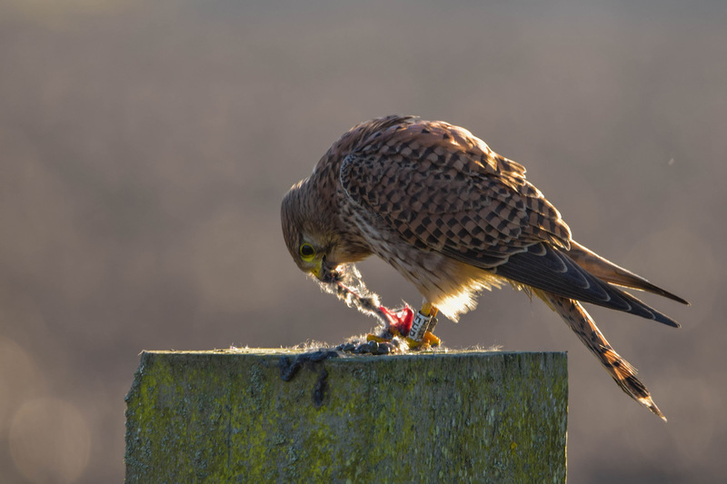 De torenvalk (Falco tinnunculus)