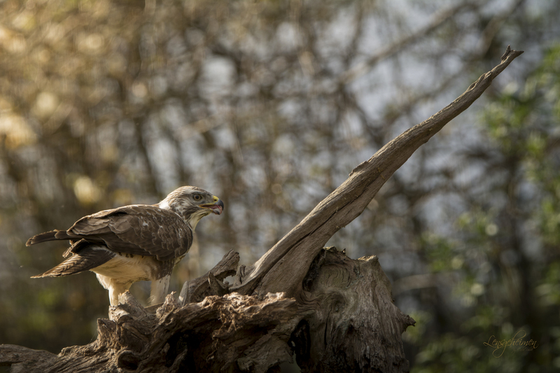 Buizerd