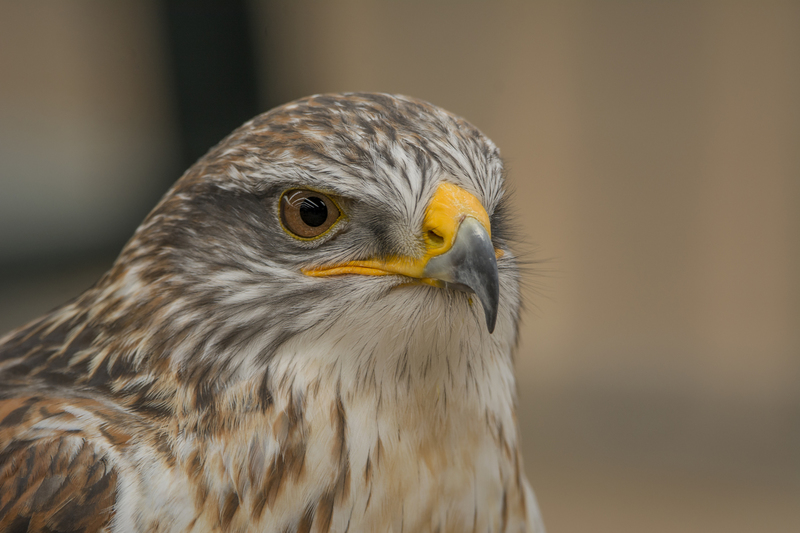 Konings Buizerd