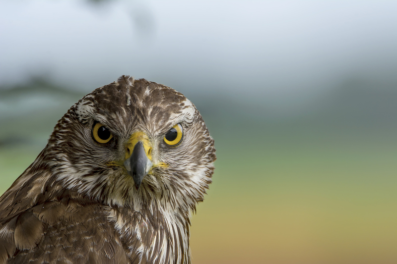 Havik (muitend wijf)