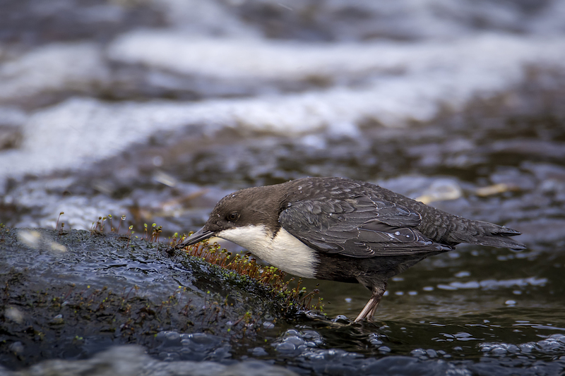 Zwartbuikwaterspreeuw