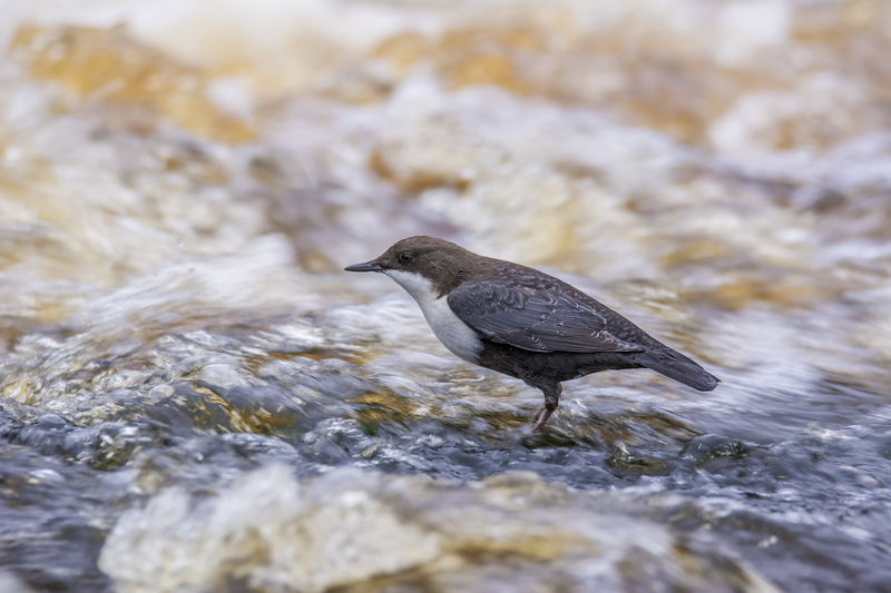 Zwartbuikwaterspreeuw