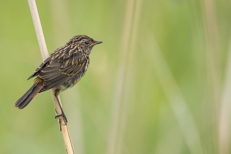 Blauwborst (juveniel)