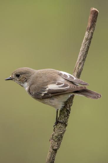 Bonte Vliegenvanger (v)