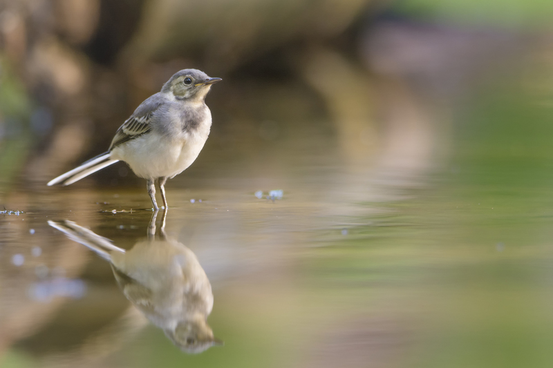 Witte Kwikstaart (juveniel)