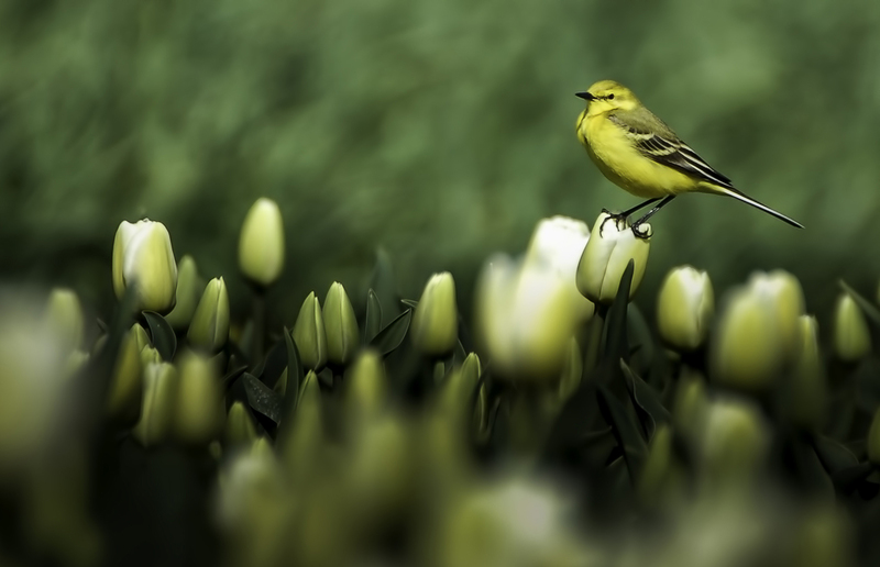 Engelse Gele Kwikstaart