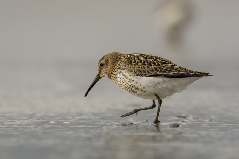 Bonte strandloper (winterkleed)