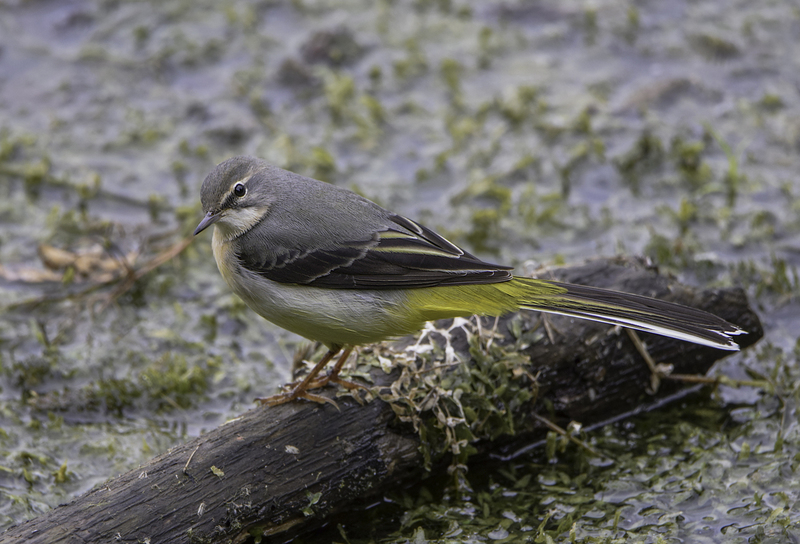 Grote Gele Kwikstaart
