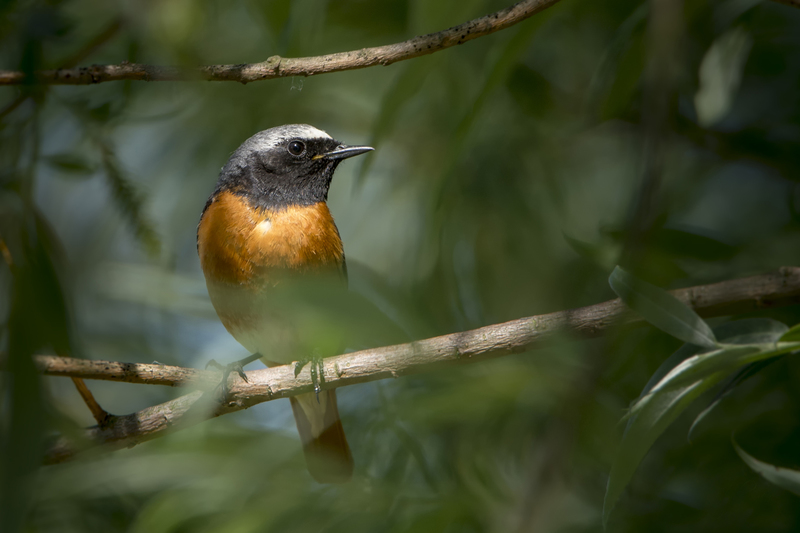 Gekraagde Roodstaart (m)