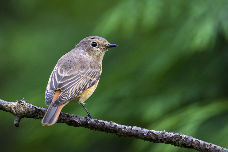 Gekraagde Roodstaart (v)