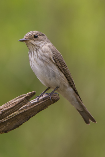 Grauwe Vliegenvanger (v)