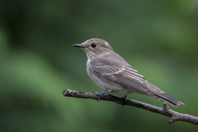 Grauwe Vliegenvanger (m)
