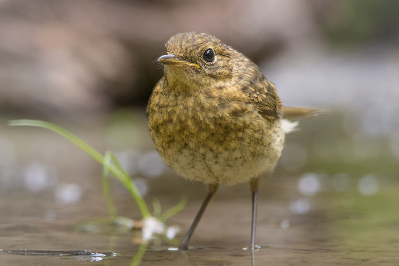Roodborstje (juveniel)