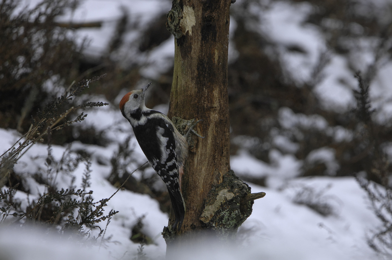 Middelste Bonte Specht